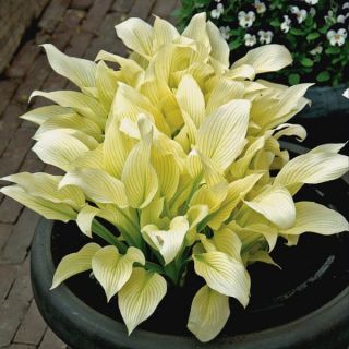 White Feather Hosta Thumbnail